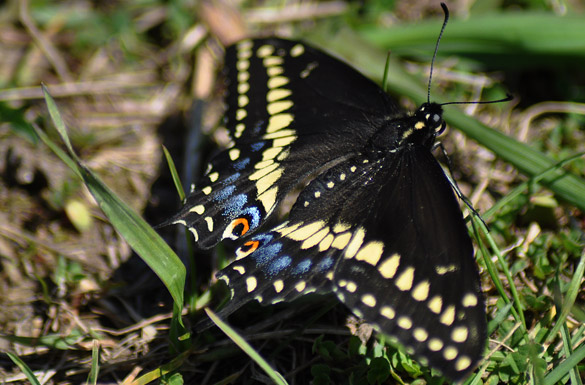 585-width black-swallowtail