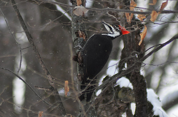 585x385 large-width pileated1