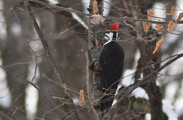 585x385 large-width pileated2