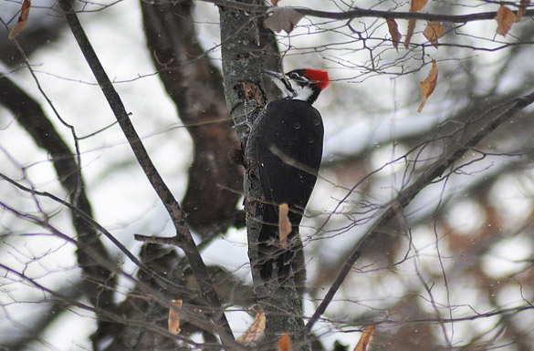 585x385 large-width pileated3