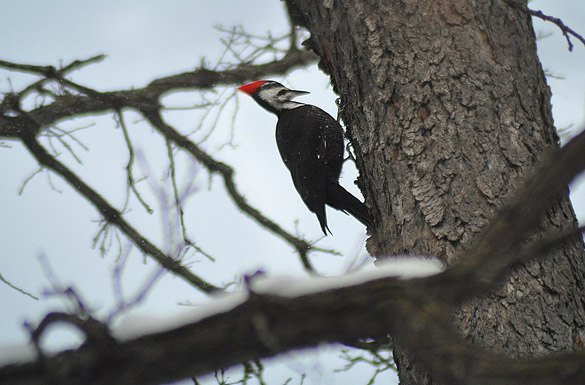 585x385 large-width pileated4