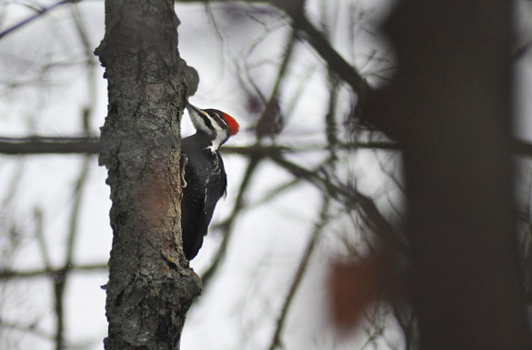 585x385 large-width pileated5