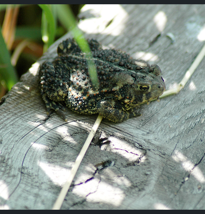 American-toad3