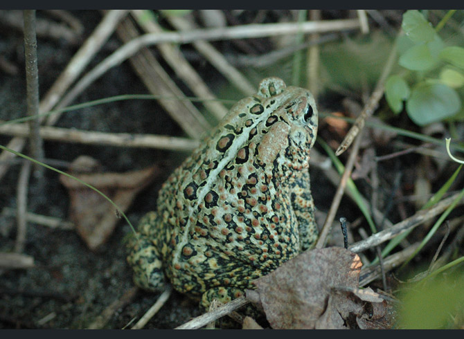 American-toad7