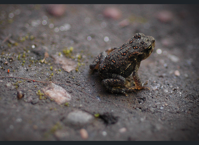 American-toad8