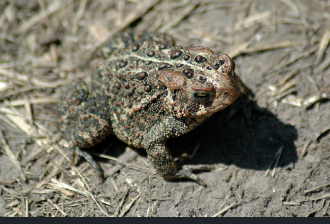 American toad1