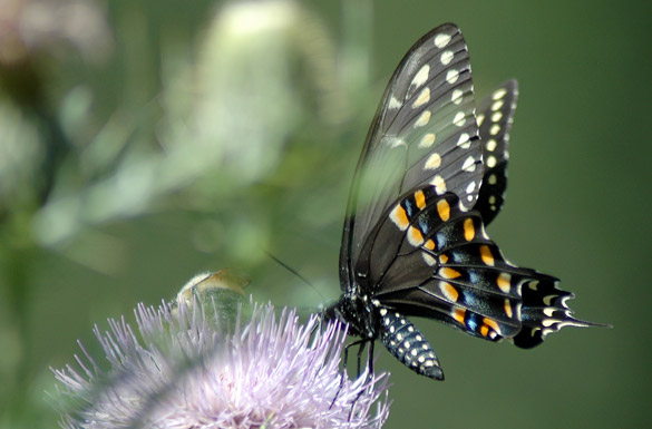 Black-Swallowtail1