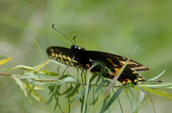 Black-Swallowtail10