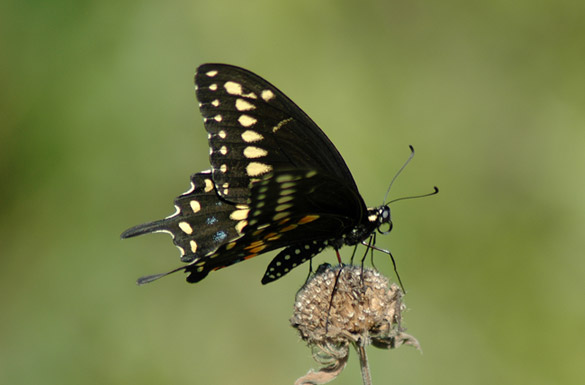 Black-Swallowtail11