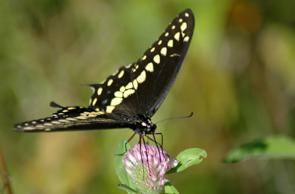Black-Swallowtail12