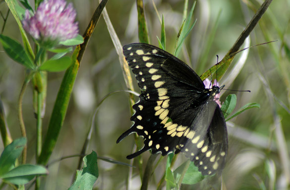 Black-Swallowtail13