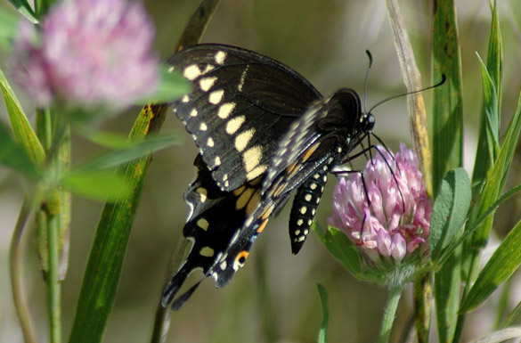Black-Swallowtail14