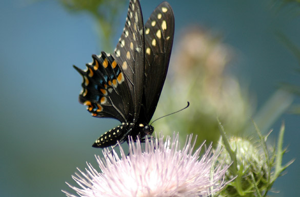 Black-Swallowtail15