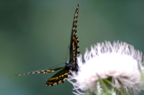 Black-Swallowtail16