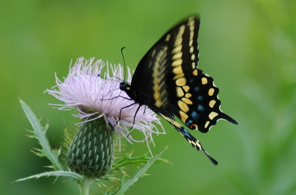 Black-Swallowtail18