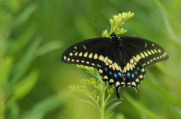 Black-Swallowtail19
