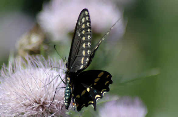 Black-Swallowtail2