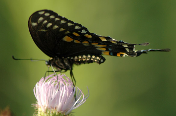 Black-Swallowtail3