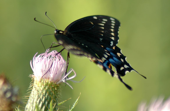 Black-Swallowtail4