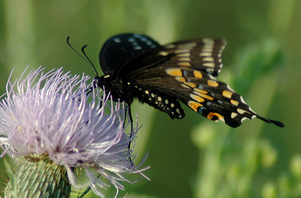 Black-Swallowtail5