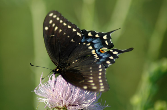 Black-Swallowtail6