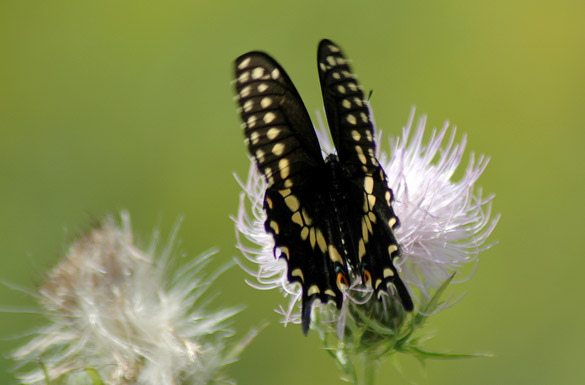 Black-Swallowtail7