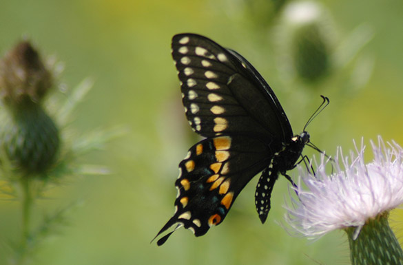 Black-Swallowtail8