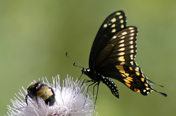 Black-Swallowtail9
