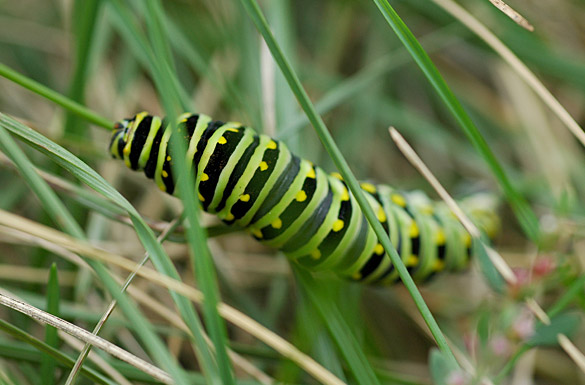 Caterpillar-slide1