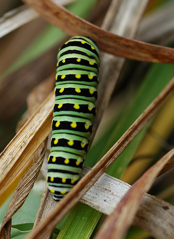 Caterpillar1 black swallowtail 585