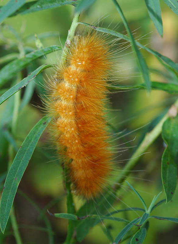 Caterpillar orange 585