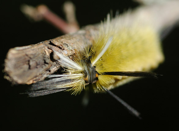 Caterpillar yellow