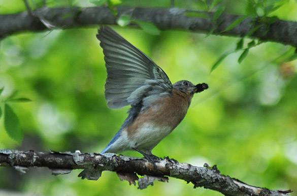 Eastern-Bluebird-female