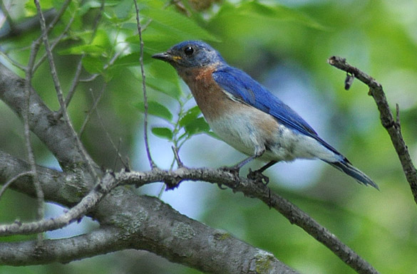 Eastern-Bluebird-juvenile1