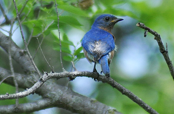 Eastern-Bluebird-juvenile2