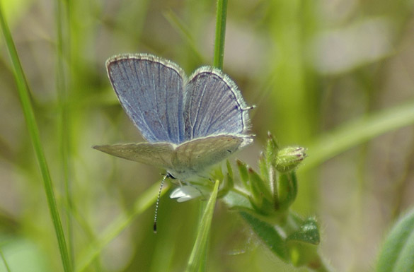 Eastern-Tailed-blue1
