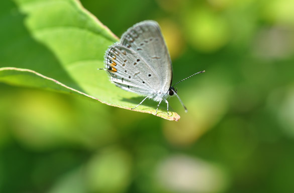 Eastern-Tailed-blue2