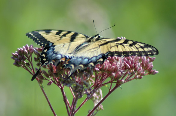 Eastern-Tiger-Swallowtail1