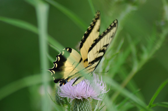 Eastern-Tiger-Swallowtail12