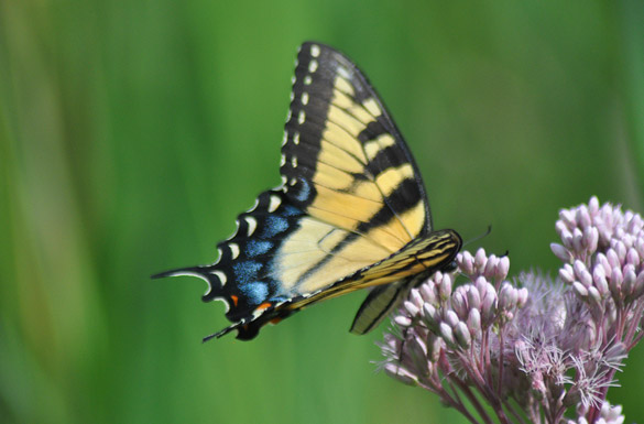 Eastern-Tiger-Swallowtail15