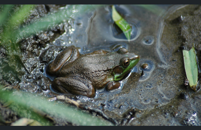 Green-Frog2