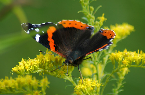 Red-Admiral1