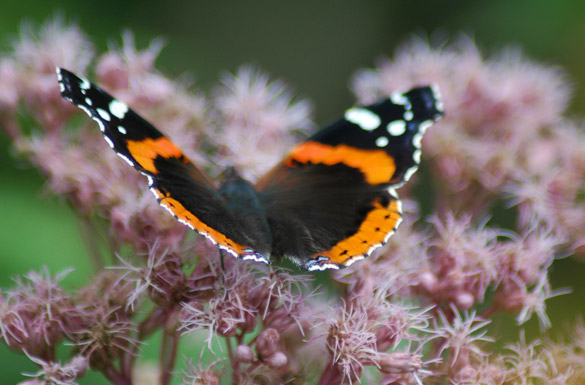 Red-Admiral2