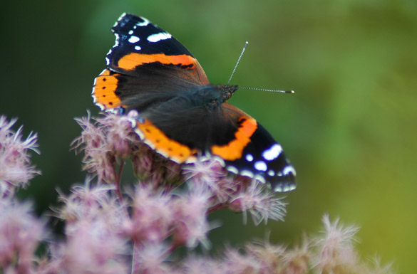 Red-Admiral3