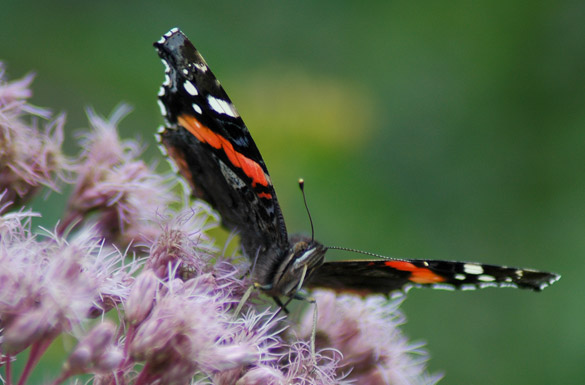 Red-Admiral4