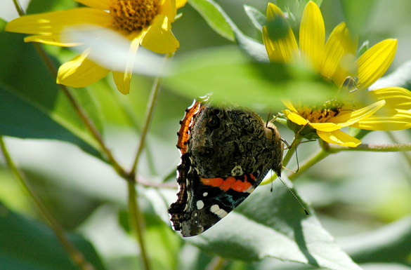 Red-Admiral41a825f9cfc