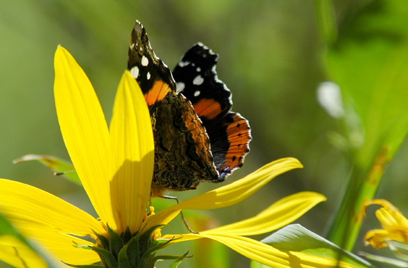 Red-Admiral5