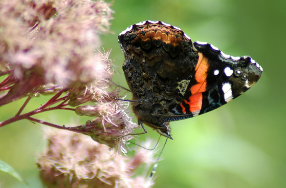 Red-Admiral6