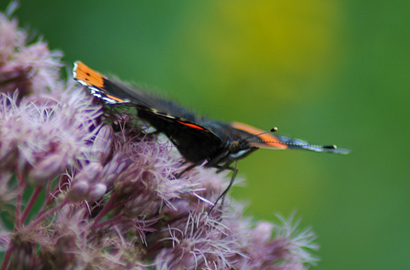 Red-Admiral8