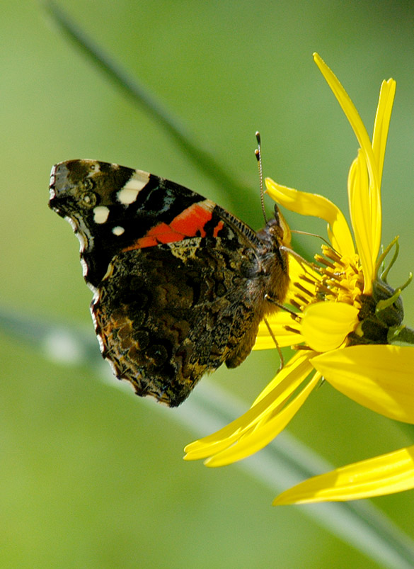 Red-Admiral 585